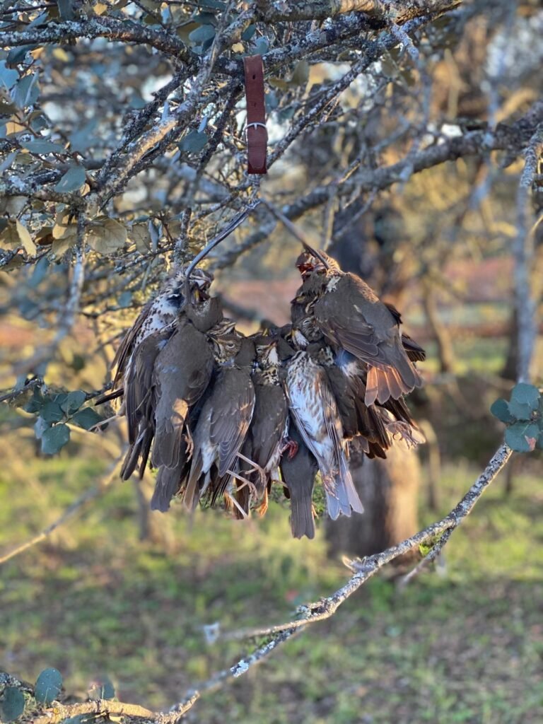 Tordos caçados com a Sierra del Oro